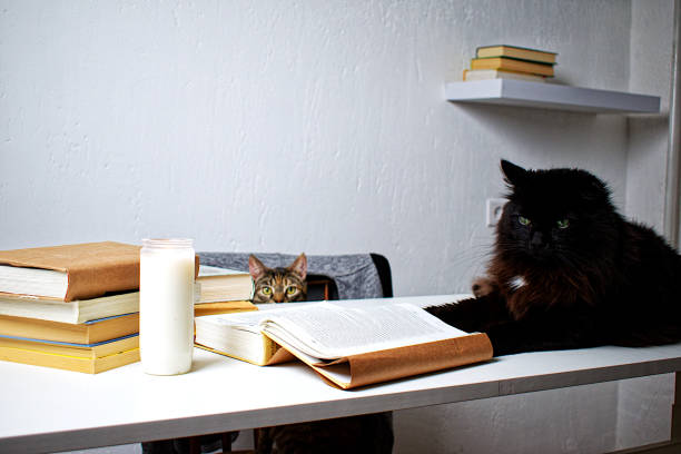 istock Black and tabby cat on a white table next to a stack of books and a candle. 1357314015