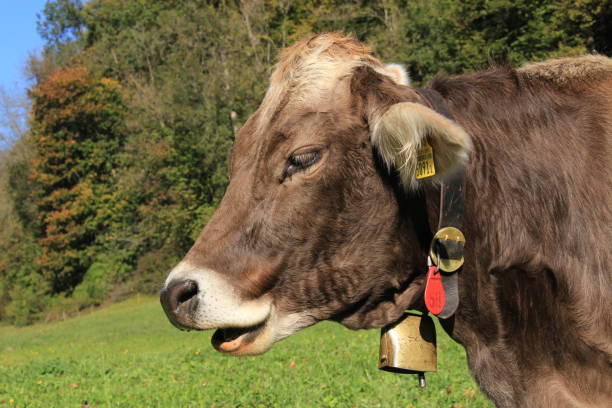 istock Cows with bells on green meadow 1357314485