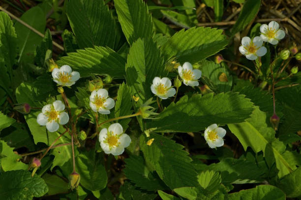 istock Flowering of light clubs 1357315345
