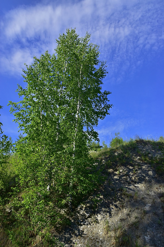 A young transparent birch forest on the top of the Irenskaya Mountain made of white gypsum on a warm spring day in sunny weather
