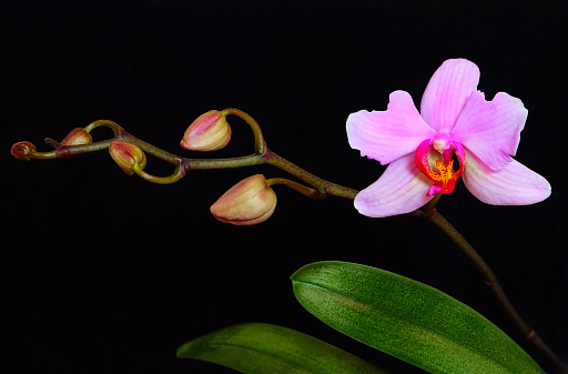Pink phalaenopsis orchid with peloric petals, buds and speckled leaves on a black background, selective focus, horizontal orientation.
