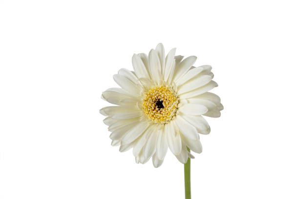 This image features vibrant pink gerbera daisies elegantly arranged in a clear vase, set against a stark white background, emphasizing their vivid colors and joyful essence, perfect for floral enthusiasts.