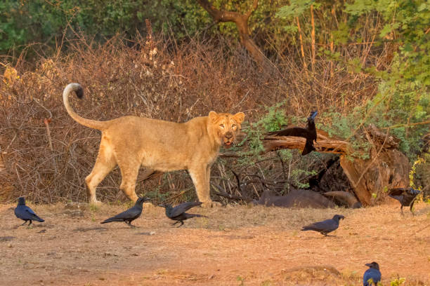 istock Asiatic lion on the prey 1357315822