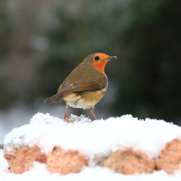 istock A Robin Red Breast in Mid Winter Snow 1357315890