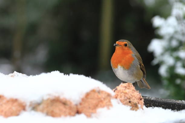 istock A Robin Red Breast in Mid Winter Snow 1357315913