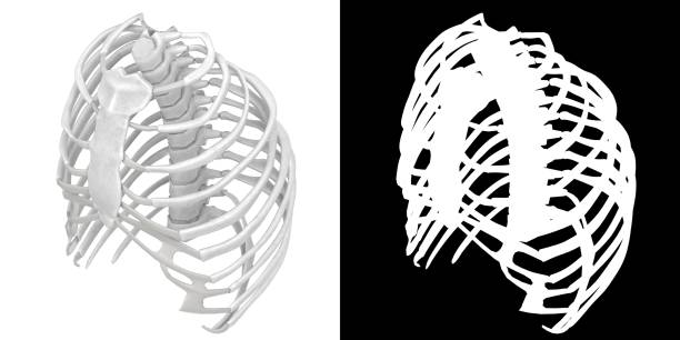3D rendering illustration of a stylized human rib cage anatomy