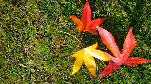 Close up of three red   and yellow autumn maple leaves on green grass background, copy space on the left. Galicia, Spain.