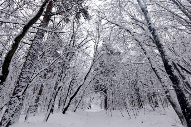 istock snow covered trees in winter 1357317180