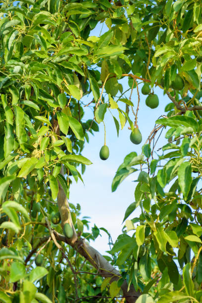 Avocado tree with hanging fruits over blue sky, vertical shot