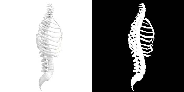 istock Stylized human spine torso and rib cage anatomy 1357318280