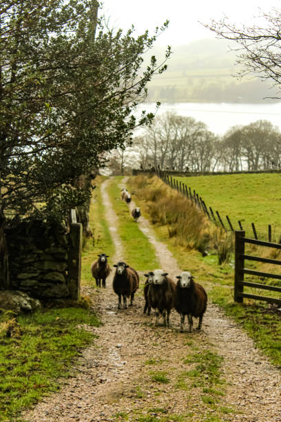 istock To the farm 1357319513