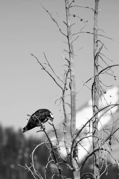 Osprey (Pandion haliaetus) perched on a branch in the Grand Tetons, with copy space
