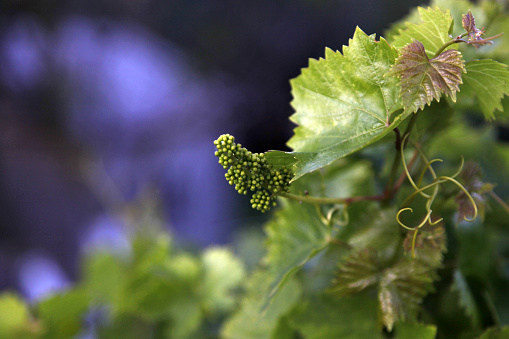 Fruits of wild grapes. The photo of the tree shows how grapes grow and form. The seeds are small. A photo for a calendar or magazine.