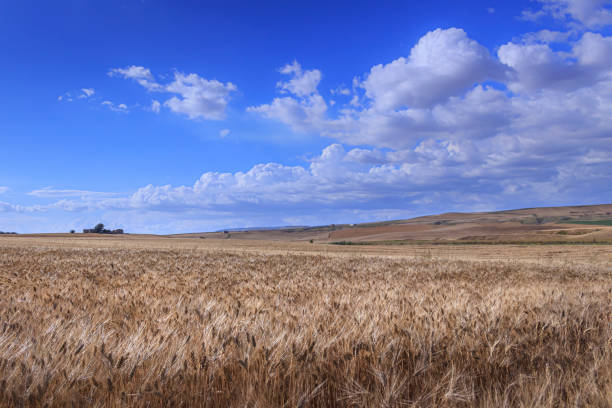 istock Hilly landscape with wheat fields dominated by cumulus in Apulia, southern Italy. 1357320914