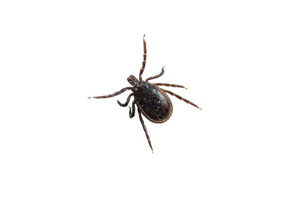 ixodes ricinus tick on human hand, dangerous bloodsucker tick on human clothes, macro of tick crawling on hand palm