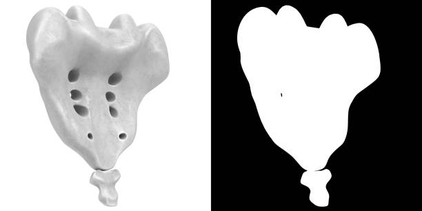 stylizowana anatomia ludzkiej kości krzyżowej i kości ogonej - sacrum zdjęcia i obrazy z banku zdjęć