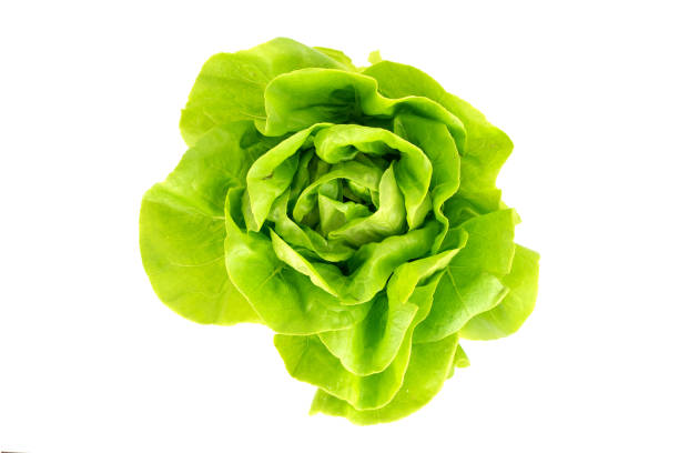 istock Fresh green lettuce in flowerpot 1357324923