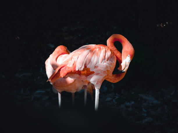 istock a fantastic view on some lovely flamingos 1357325176
