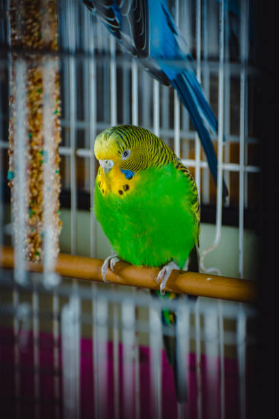 istock a lovely green and blue parakeets 1357325423