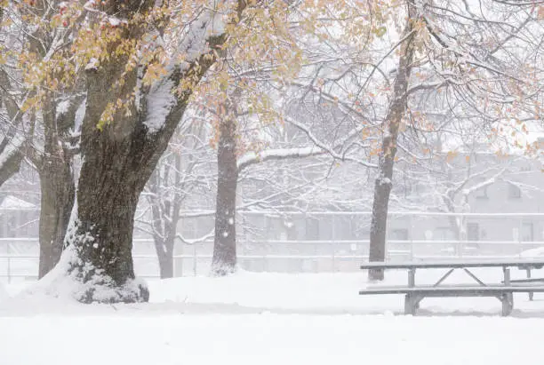Toronto urban park with empty picnic table and trees in its first major snowstorm, residential homes in background