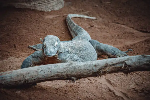 Photo of a fantastic portrait of a komodo dragon