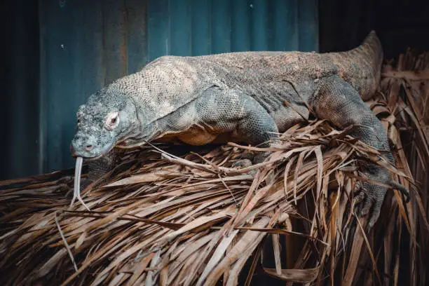 Photo of a fantastic portrait of a komodo dragon