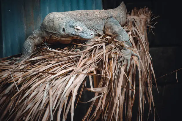 Photo of a fantastic portrait of a komodo dragon