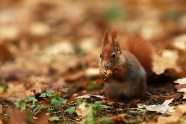 istock Cute red squirrel with long pointed ears eats a nut in autumn orange scene with nice deciduous forest in the background, Sciurus vulgaris in Czech republic 1357328158
