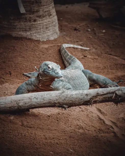 Photo of a fantastic portrait of a komodo dragon