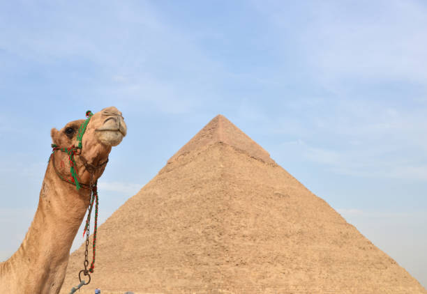 the pyramid of chephren closeup and camel head. - egypt camel pyramid shape pyramid imagens e fotografias de stock