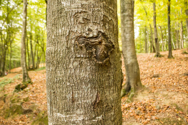 istock Istanbul Belgrad Forest - Trees, Flowers and Mushrooms 1357329039