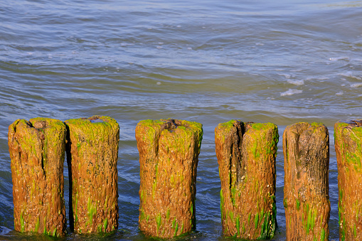 The old breakwater near the Baltic Sea is overgrown with algae. These wooden breakwaters still serve to protect the coast against the sinister effects of destructive sea waves in Kolobrzeg in Poland