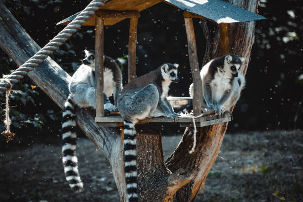 a fantastic portrait of a lovely lemur stock photo