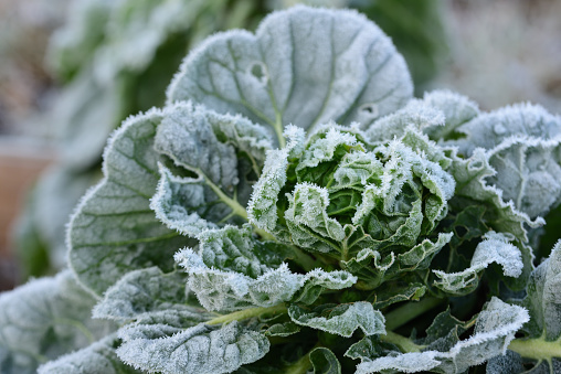 Frozen cabbage in the garden covered with frost