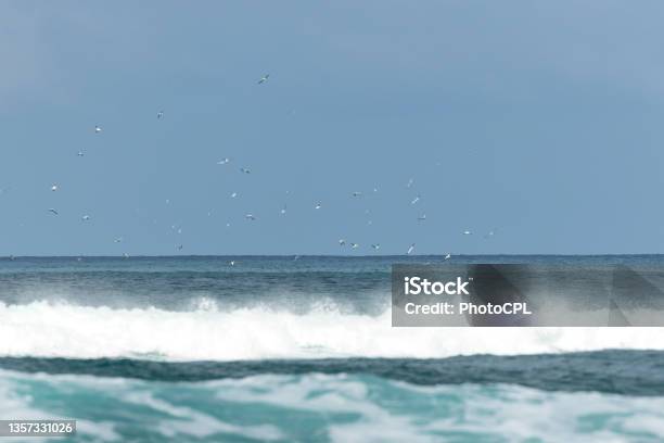 Sea Birds Working Stock Photo - Download Image Now - Beach, Bird, Blue