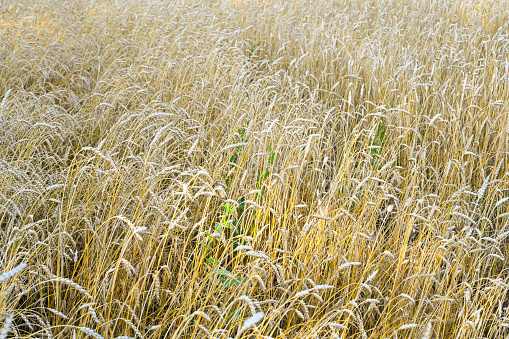 Golden wheat field in the hot summer sunny day. Field of ripening rye in a summer day. Rye ears close-up.
