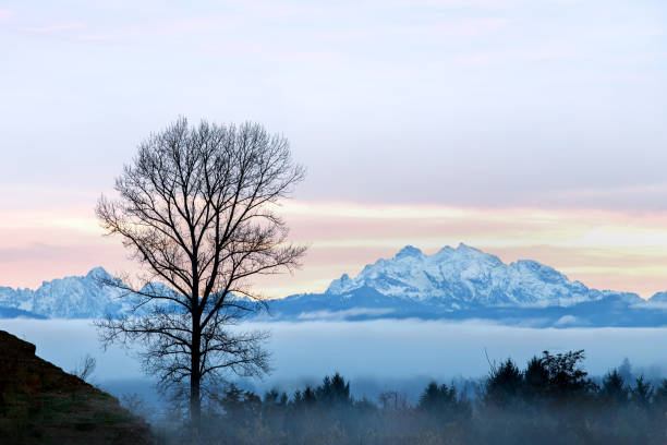 Fog From the Snohomish River Hangs in the Valley Fog From the Snohomish River Hangs in the Valley Between a Bare Winter Tree and Mount Index everett washington state photos stock pictures, royalty-free photos & images