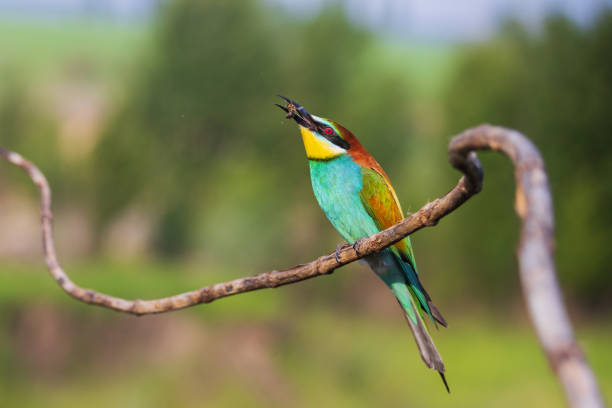 istock bee-eater with a bee in its beak sits on a branch 1357333122