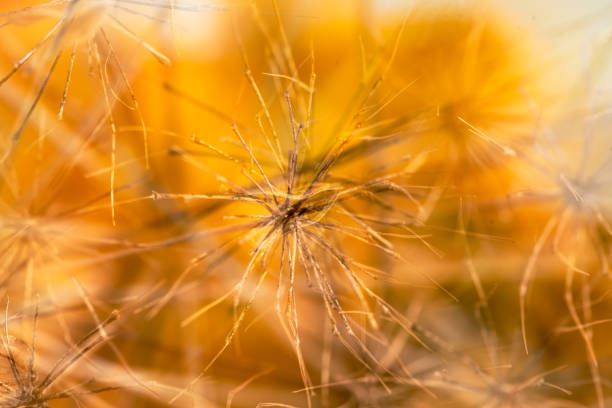 istock Seed heads on golden background 1357334623