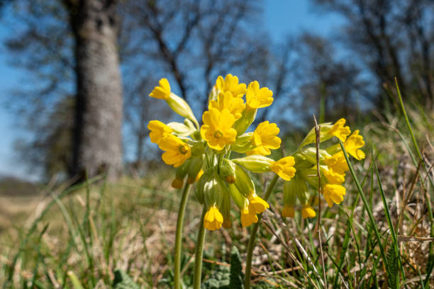 Cowslips - Primula veris Beautiful small yellow flowers on a meadow. primula stock pictures, royalty-free photos & images