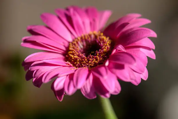 A close-up view of the beautiful pink flowers of a gerbera against a blurred background.