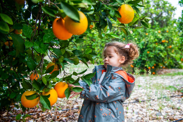 istock Cute little girl picking fruit in her orange orchard. 1357335664