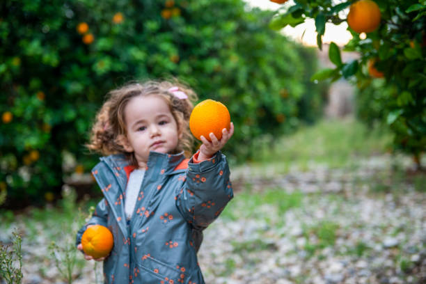 istock Cute little girl picking fruit in her orange orchard. 1357336024