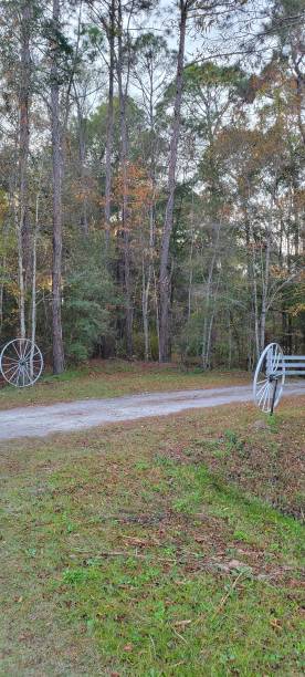 Stunning wagon wheel driveway entrance with white wooden fence in autumn colored forest of North Florida Beautiful North Florida driveway entrance with dirt road at the front along with white antique wagon wheels and white wooden fence wagon wheel bench stock pictures, royalty-free photos & images