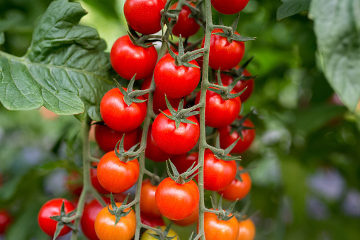 Beautiful red ripe cherry tomatoes are grown in a greenhouse