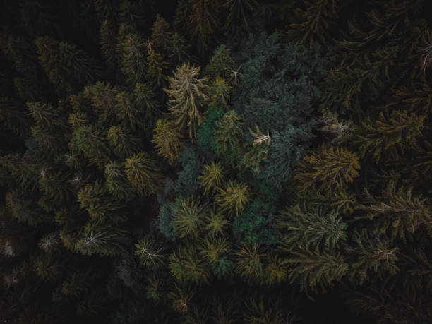 istock a great view on an italian forest 1357337855
