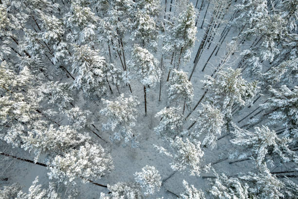 istock Winter pine forests and birch groves covered with snow 1357338228