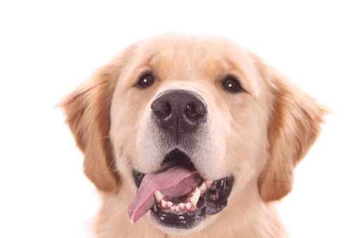 gold retriever with a white background