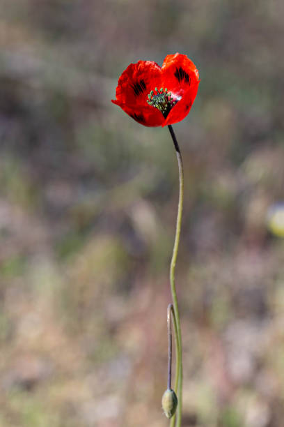 istock Single bright red poppy, wild poppy flower 1357339669