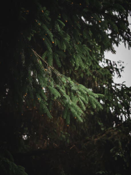 istock a great view on an italian forest 1357340845